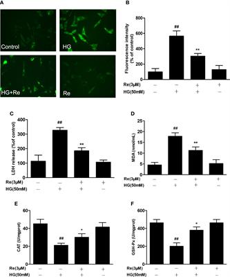 Corrigendum: Ginsenoside Re Attenuates High Glucose-Induced RF/6A Injury via Regulating PI3K/AKT Inhibited HIF-1a/VEGF Signaling Pathway